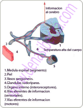 Autoregulacion homeostatica