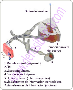 Autoregulacion homeostatica