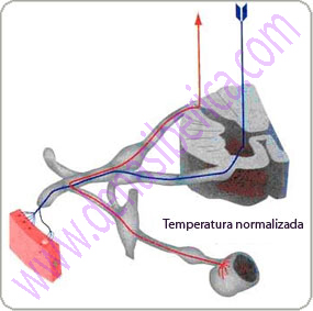 Autoregulacion homeostatica