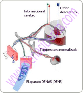 Autoregulacion homeostatica