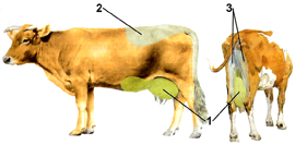 Zonas de influencia con ZooDENS para mastitis de las vacas